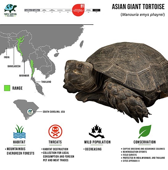About Asian Giant Tortoise