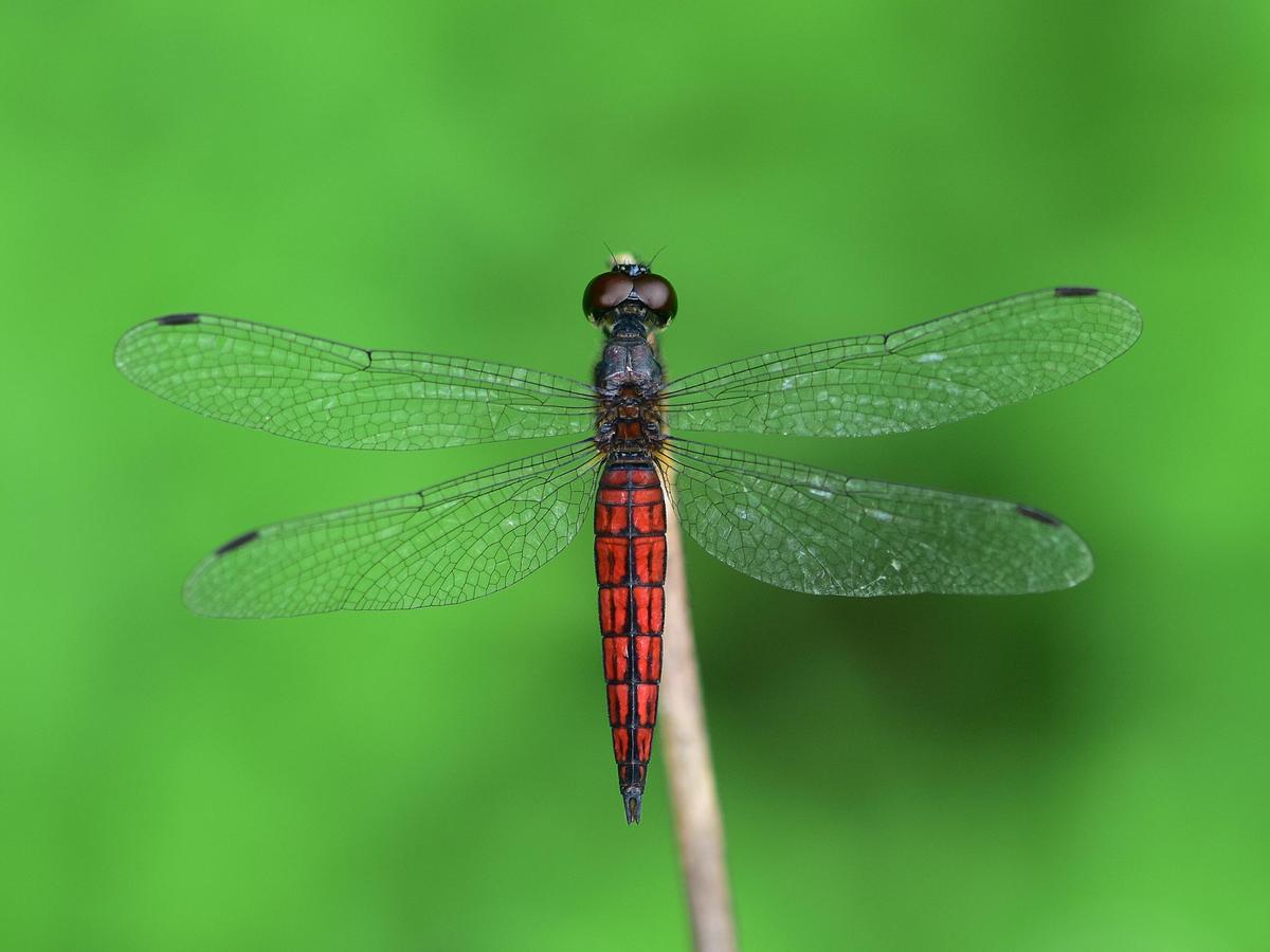 Lyriothemis keralensis Dhyeya IAS