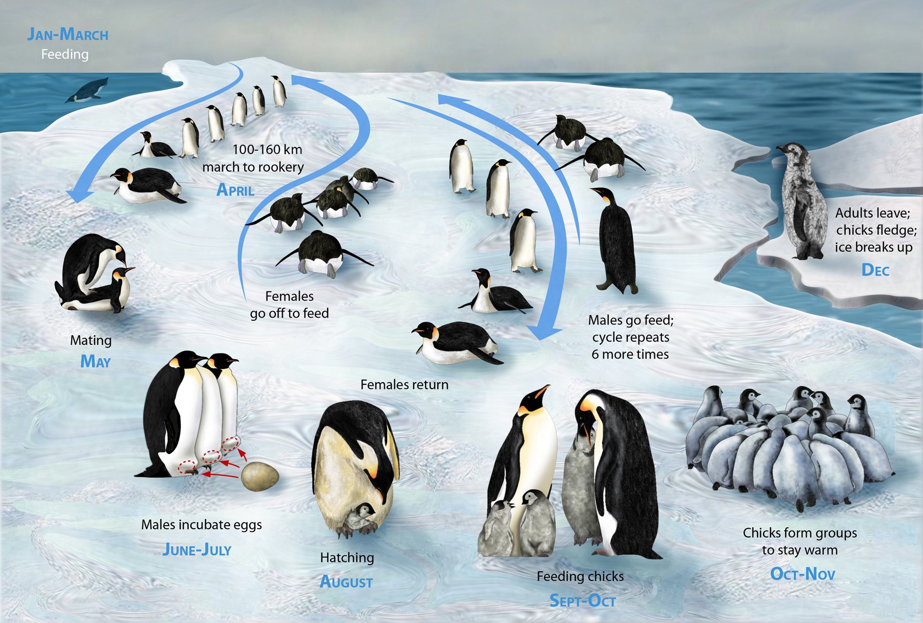 Impact of Climate Change on Antarctic Penguins
