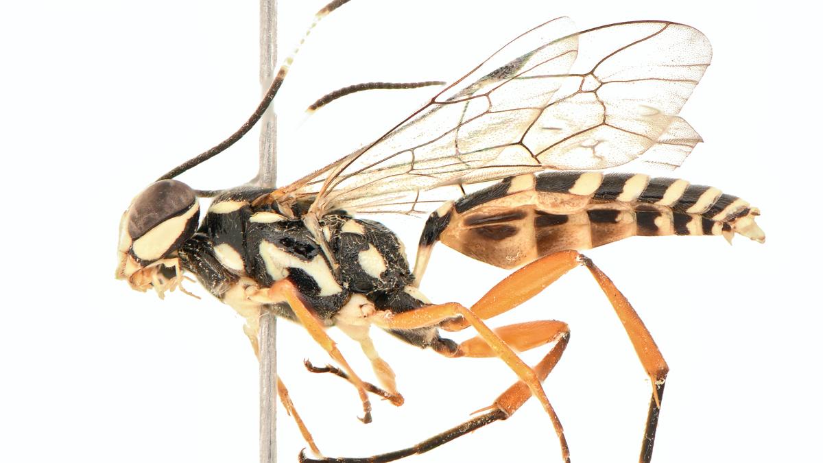 Losgna genus 