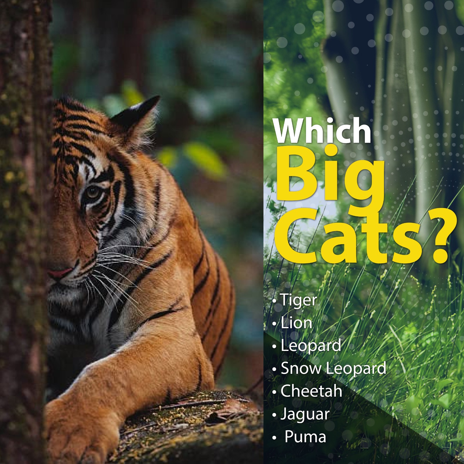 Nepal joins International Big Cat Alliance (IBCA)