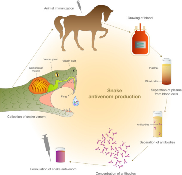 India&rsquo;s Snakebite Burden antivenom