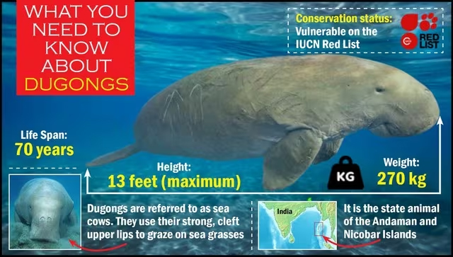 Dugong Conservation in India