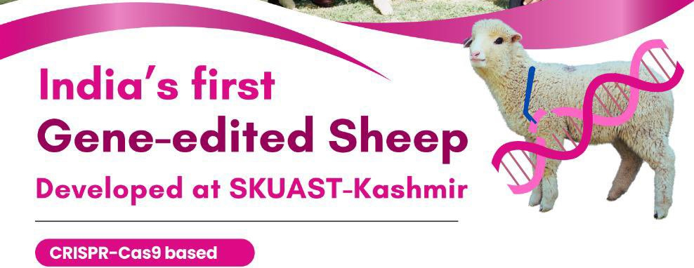 India’s First Gene-Edited Sheep