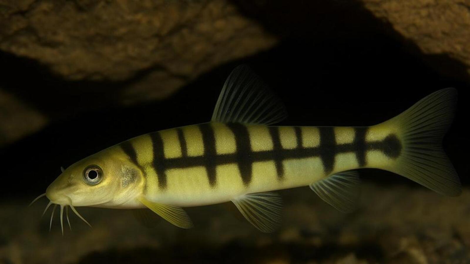 Schistura densiclava: A New Cave Fish Species in Meghalaya