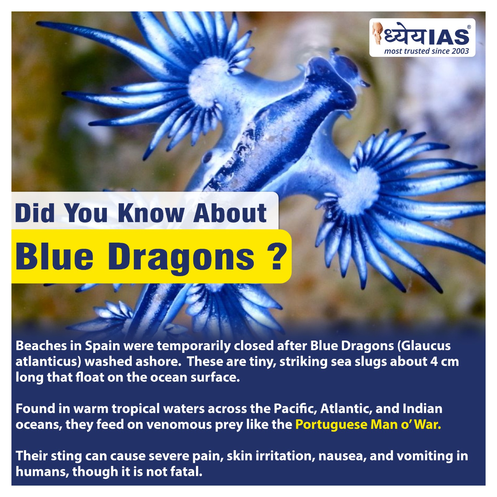 Blue Dragon