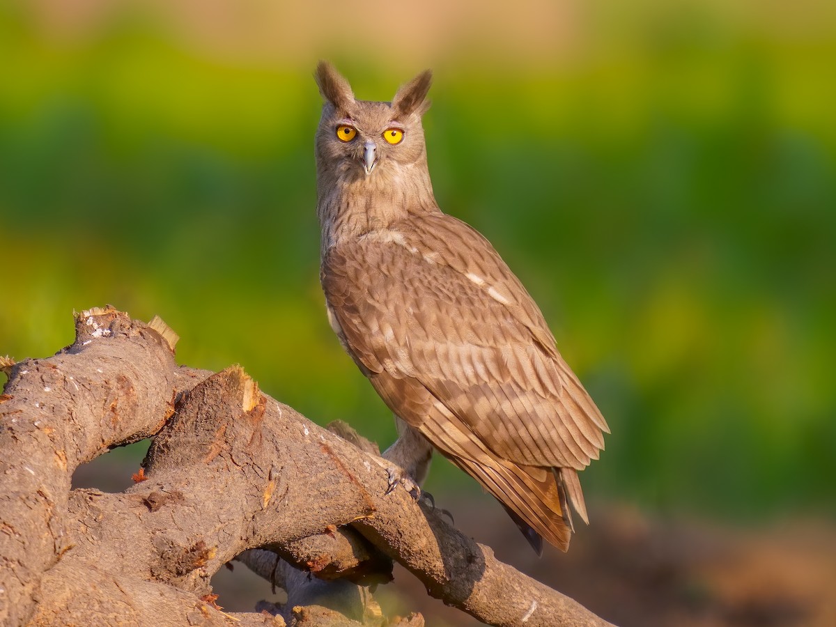 Dusky Eagle owl Dhyeya IAS