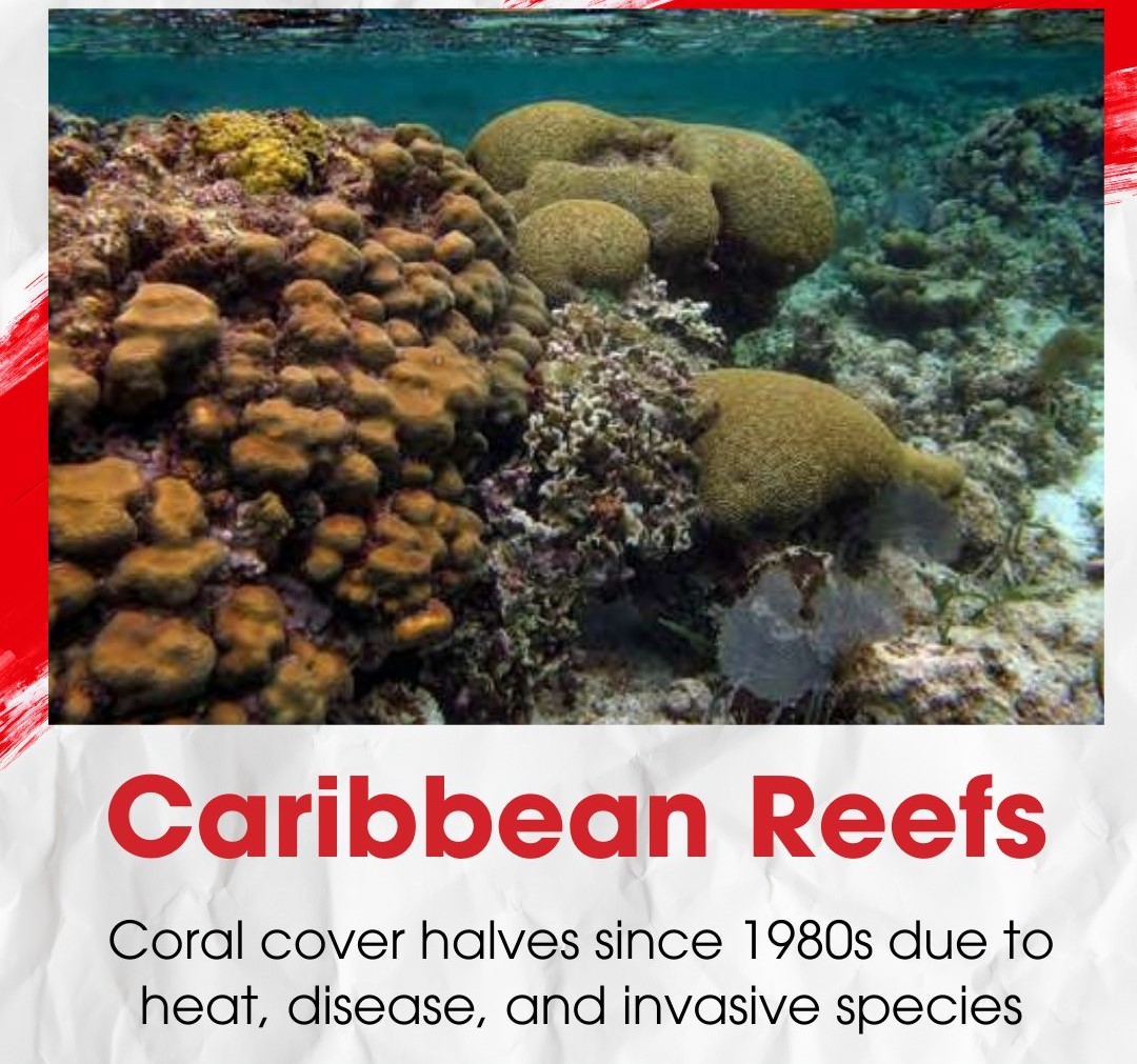 Caribbean Coral Reefs Have Halved Since the 1980s