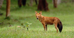 Endangered Dhole