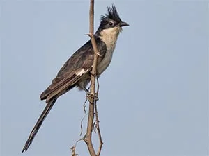 Pied Cuckoo